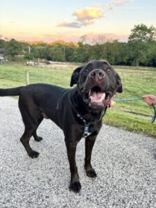 Chocolate Labrador Retriever Mix
