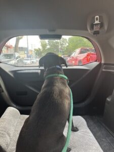 Black Labrador Retriever Mix