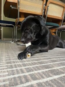 Chocolate Labrador Retriever Mix