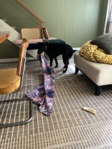 Chocolate Labrador Retriever Mix