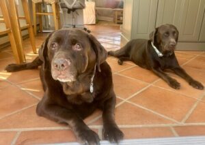 Chocolate Labrador Retriever