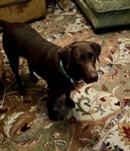 Chocolate Labrador Retriever