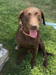 Chocolate Labrador Retriever