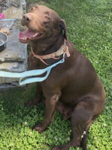 Chocolate Labrador Retriever