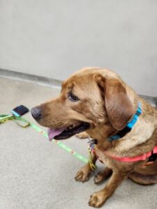 Yellow Labrador Retriever