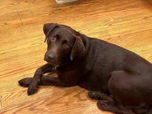 Chocolate Labrador Retriever
