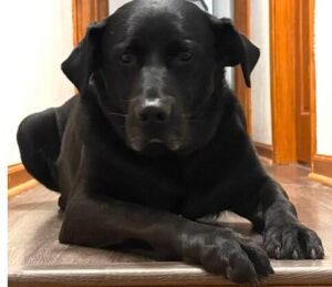 Black Labrador Retriever