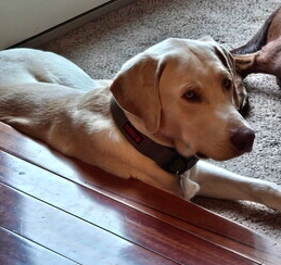 Yellow Labrador Retriever