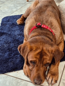 Red Labrador Retriever
