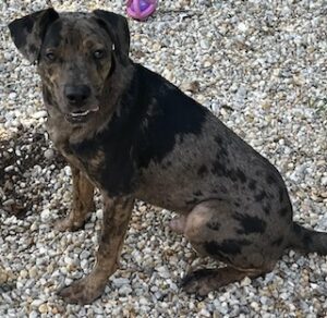 Catahoula/Labrador Mix