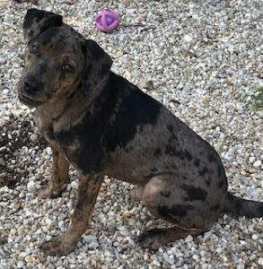 Catahoula/Labrador Mix