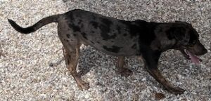 Catahoula/Labrador Mix