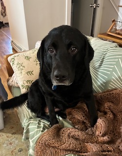 Black Labrador/Pyrenees Mix