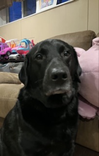 Wilma Black LabradoGreat Pyrenees Mix Female 4.5 Years Old