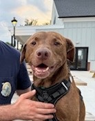Chocolate Labrador Retriever
