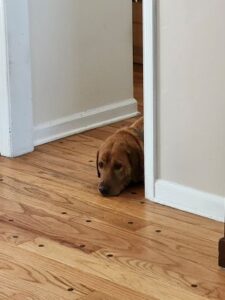 Red Labrador Retriever