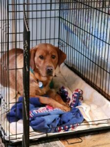 Red Labrador Retriever