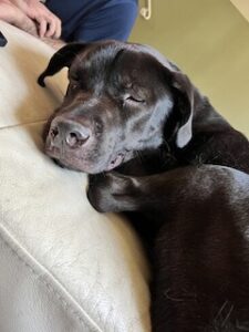 Chocolate Labrador Retriever Mix