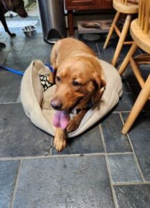 Yellow Labrador Retriever