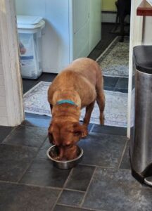 Yellow Labrador Retriever