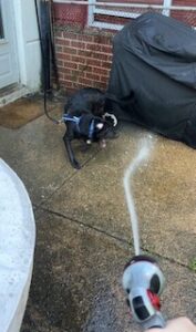 Chocolate Labrador Retriever Mix