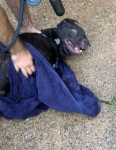 Chocolate Labrador Retriever Mix