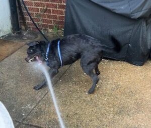 Chocolate Labrador Retriever Mix