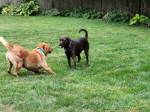 Yellow Labrador Retriever