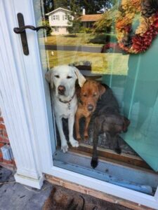 Red Labrador Retriever