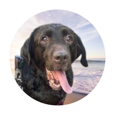 Chocolate Labrador Retriever