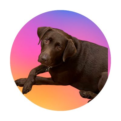 Chocolate Labrador Retriever