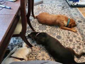 Yellow Labrador Retriever