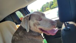 Silver Labrador Retriever