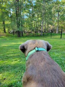 Silver Labrador Retriever