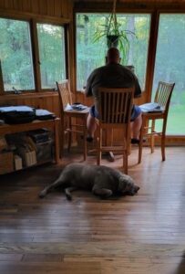 Silver Labrador Retriever