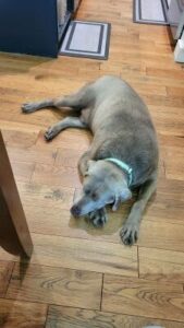 Silver Labrador Retriever