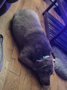 Silver Labrador Retriever