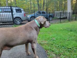 Silver Labrador Retriever