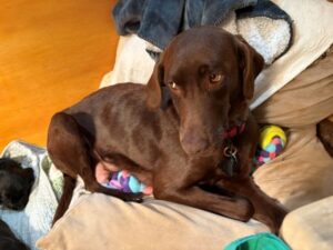 chocolate labrador retriever