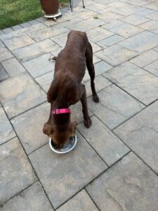 Chocolate Labrador Retriever Mix