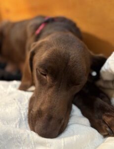 chocolate labrador retriever