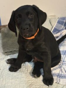 Black Labrador Mix