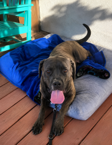 lab mix