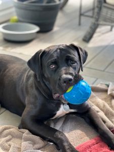 Charlotte #3 Black Labrador Retriever Mix Female 2 Years Old ID #3501