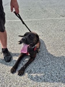 female lab mix dog