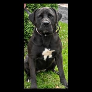 Charlotte #3 Black Labrador Retriever Mix Female 2 Years Old ID #3501