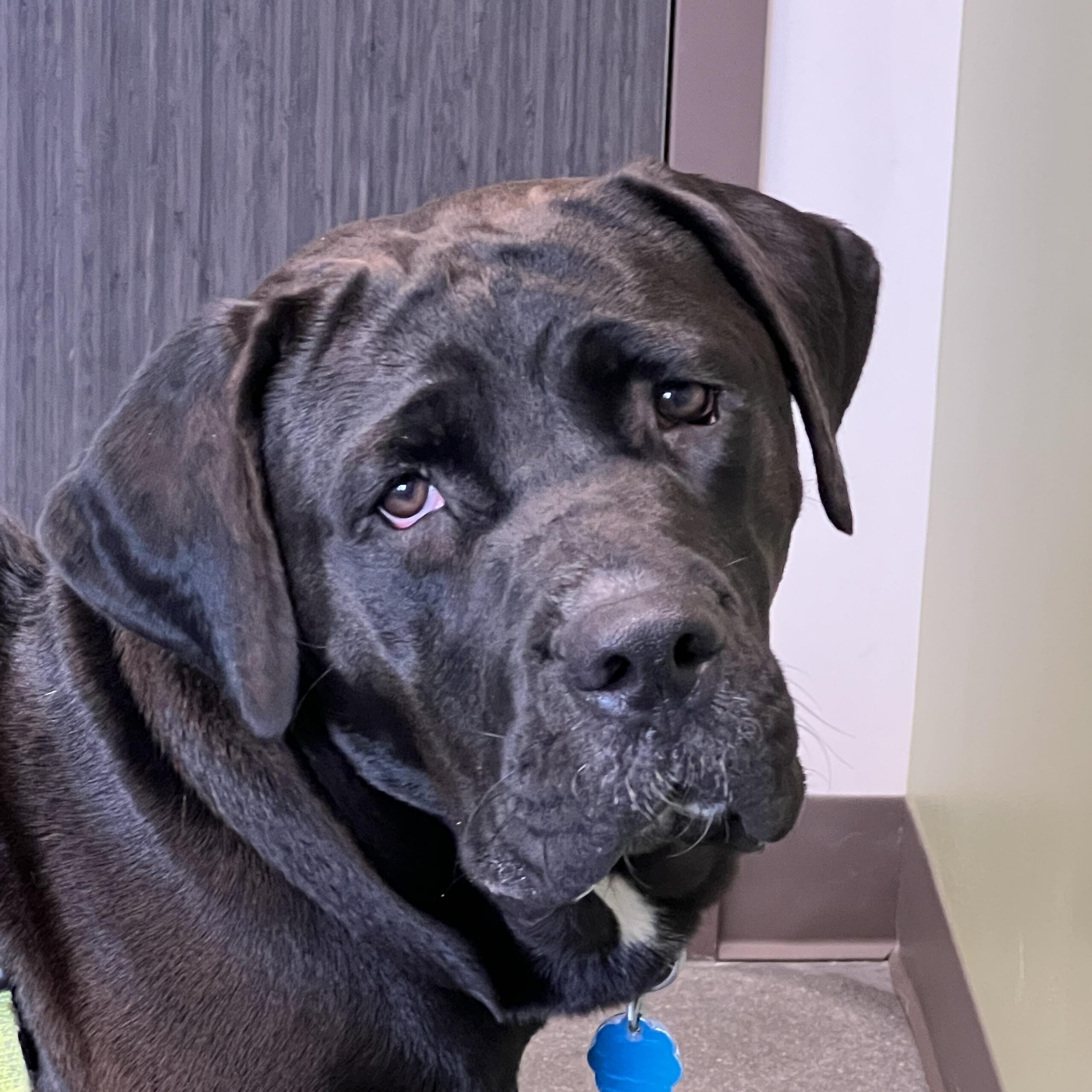Black Labrador Mix