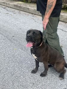 Charlotte #3 Black Labrador Retriever Mix Female 2 Years Old ID #3501