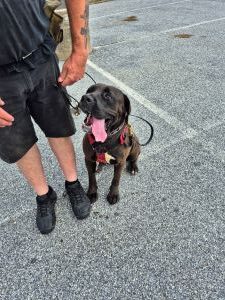 female lab mix dog