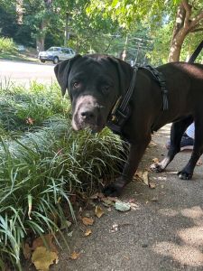 Charlotte #3 Black Labrador Retriever Mix Female 2 Years Old ID #3501